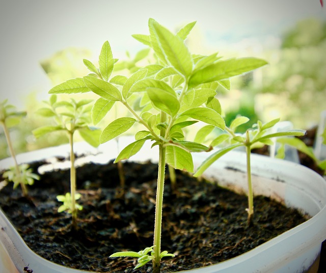 Medicina Herbolaria: Plantas que Pueden Potenciar tu Salud